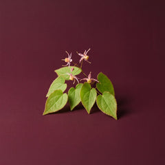 Epimedium leaves